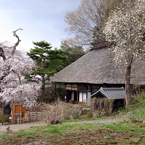 【周辺】春になると観音堂の周りに桜が咲きます。