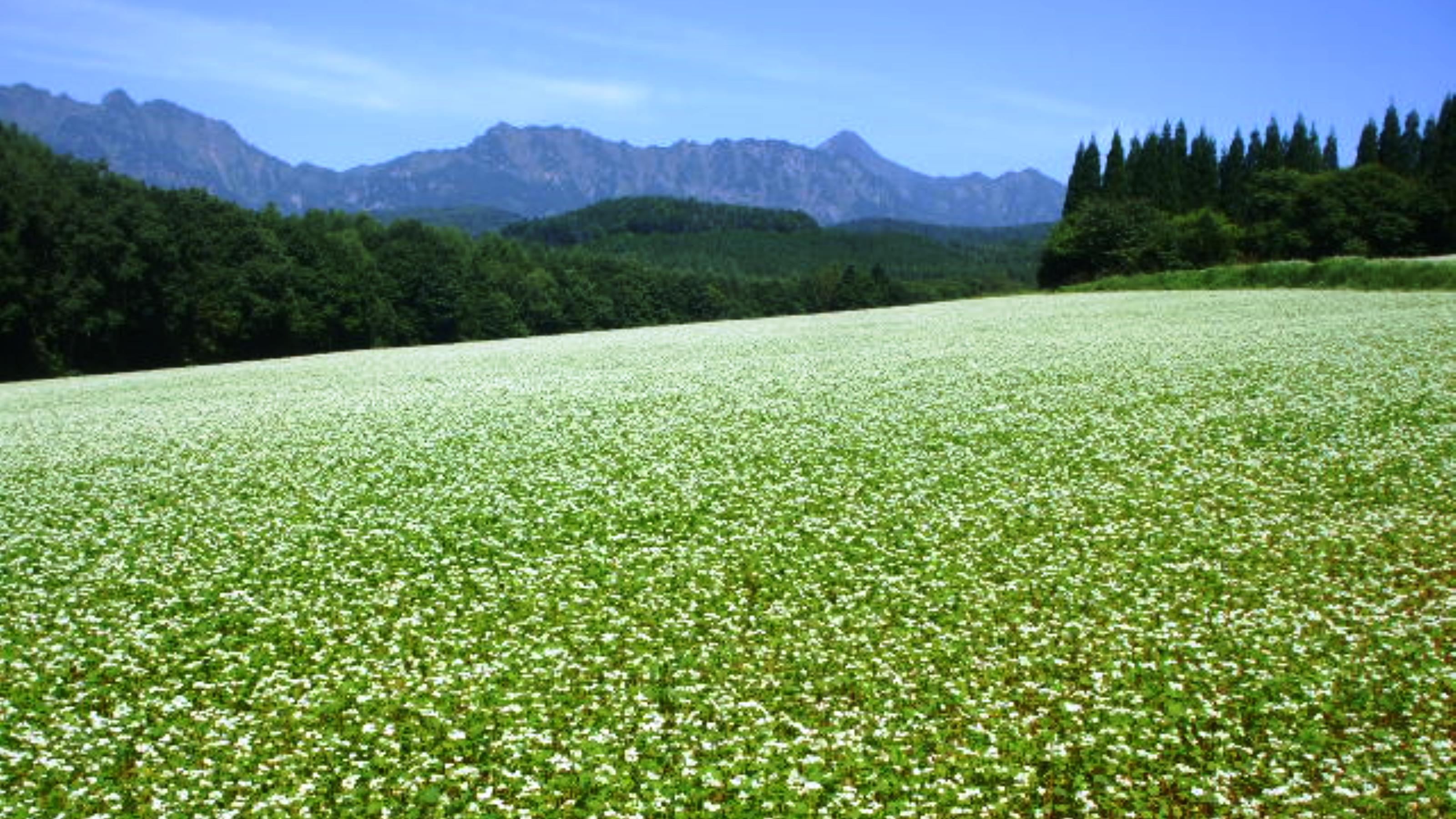 一面に広がる戸隠そば畑