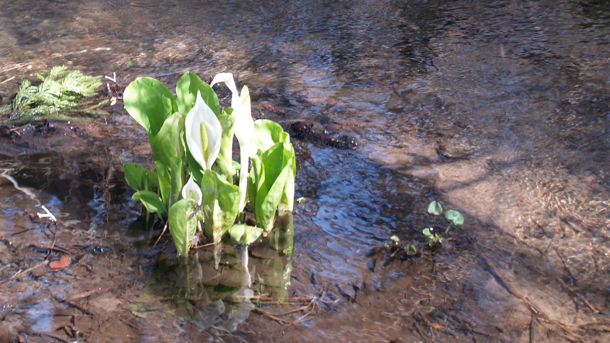 ・山に春の訪れを告げる高山植物・水芭蕉