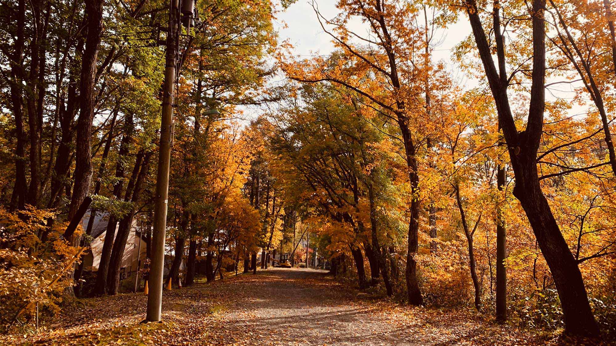 ・秋には木々が色づき美しい紅葉もお楽しみいただけます