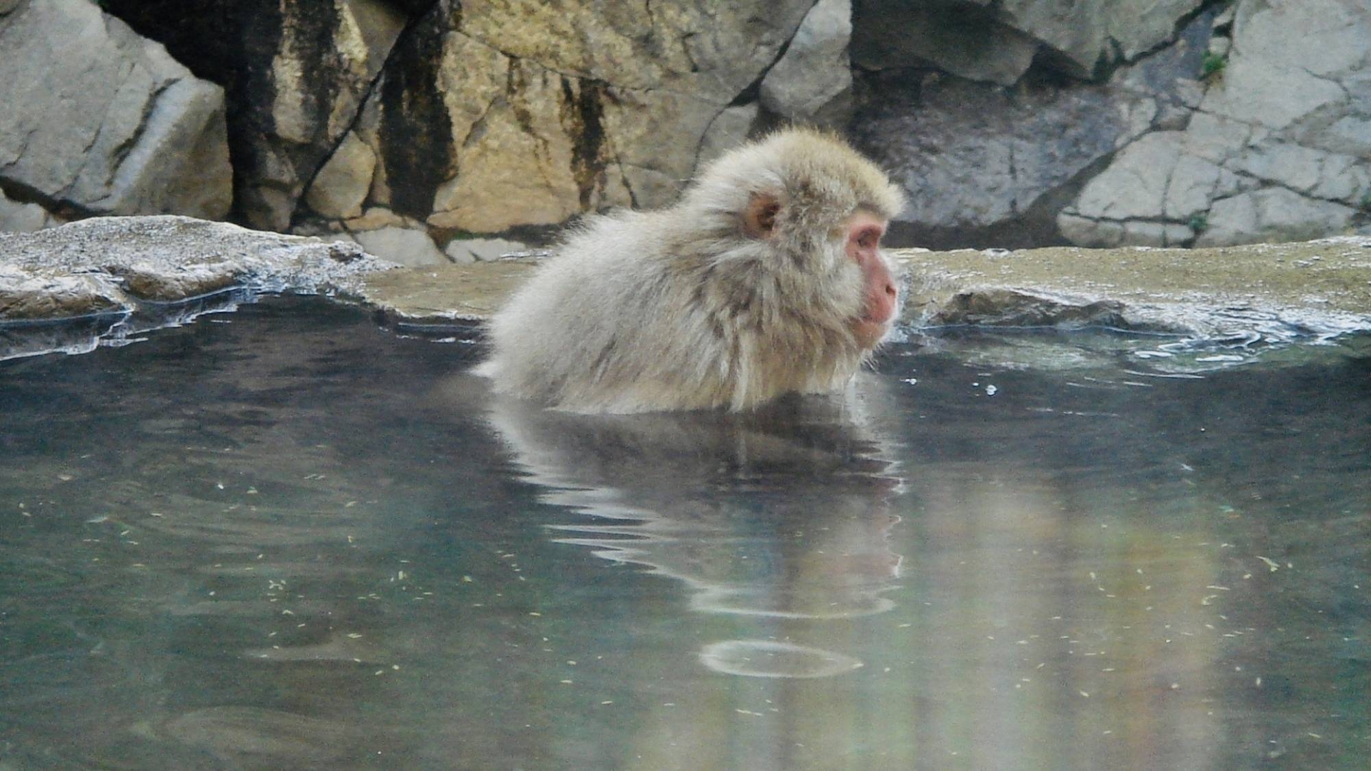 【温泉リニューアル記念◇一番風呂プラン】新しくなった温泉を真っ先に〇貸切温泉＆オリジナル手ぬぐい付