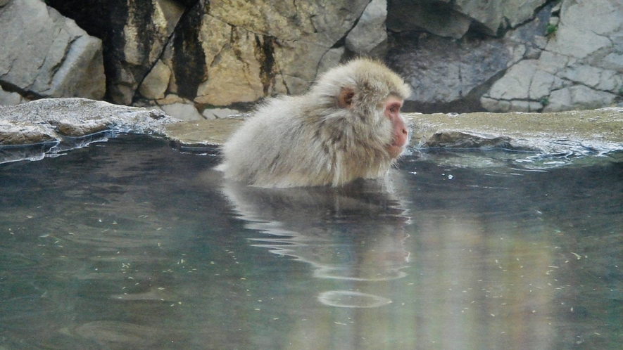 野猿公苑では、ニホンザルの興味深い生態を間近で観察できます！温泉に入るサルを見ることもできますよ。