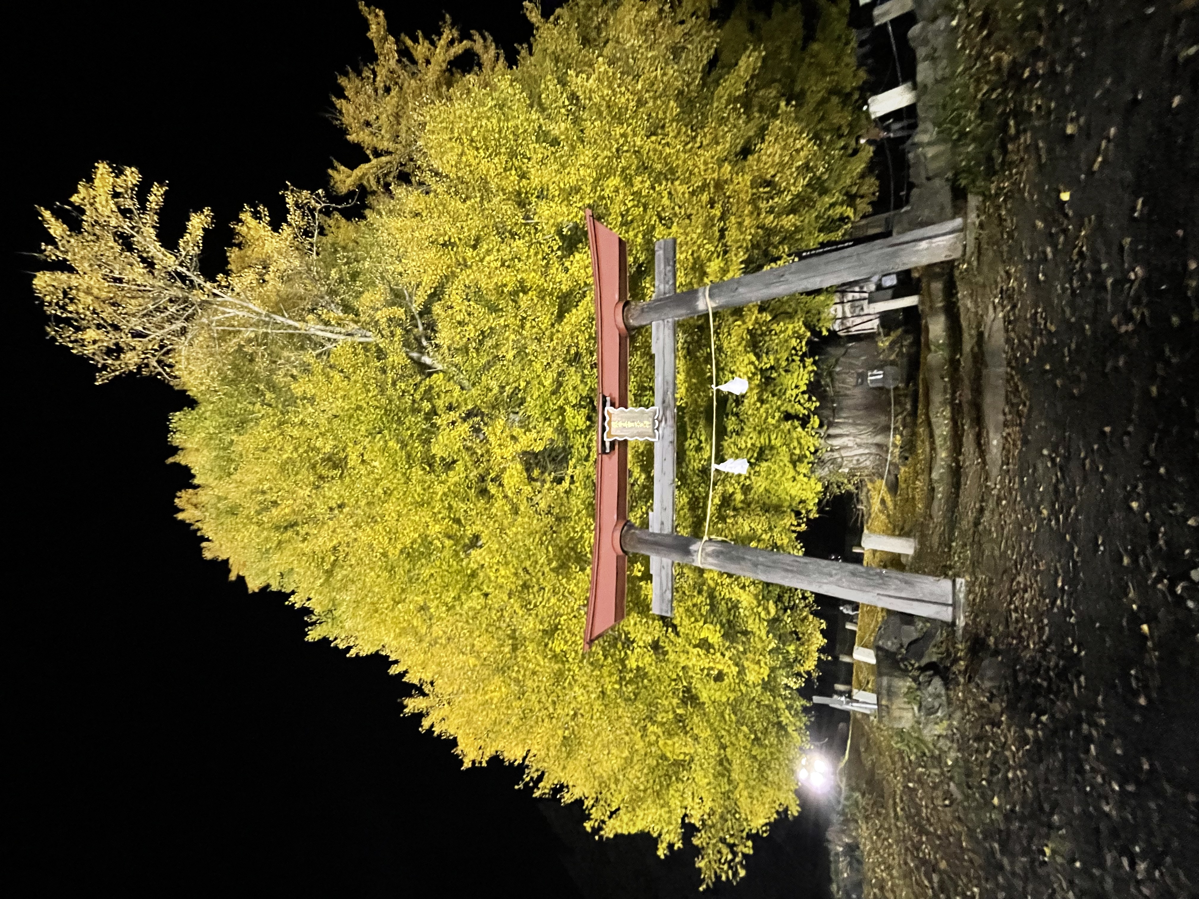 神戸の大銀杏