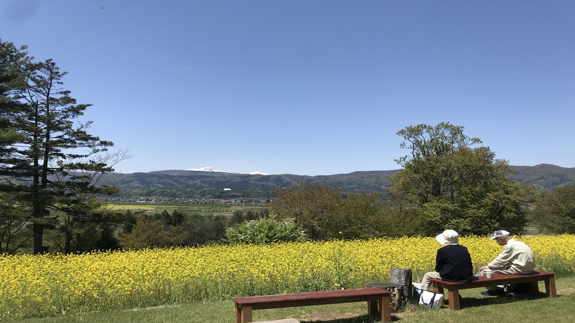 菜の花公園