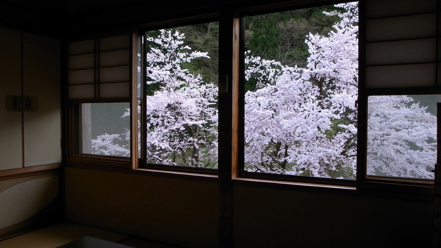 緑風館からの桜（客室一例）