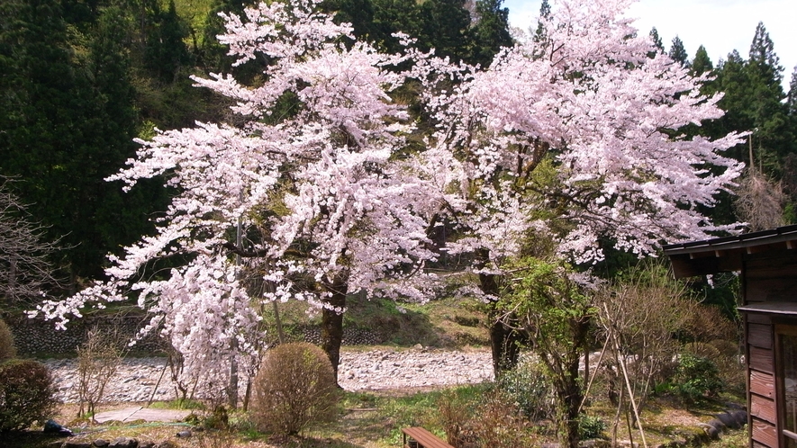 【春】庭園の桜（例年4月中旬頃が見頃です）