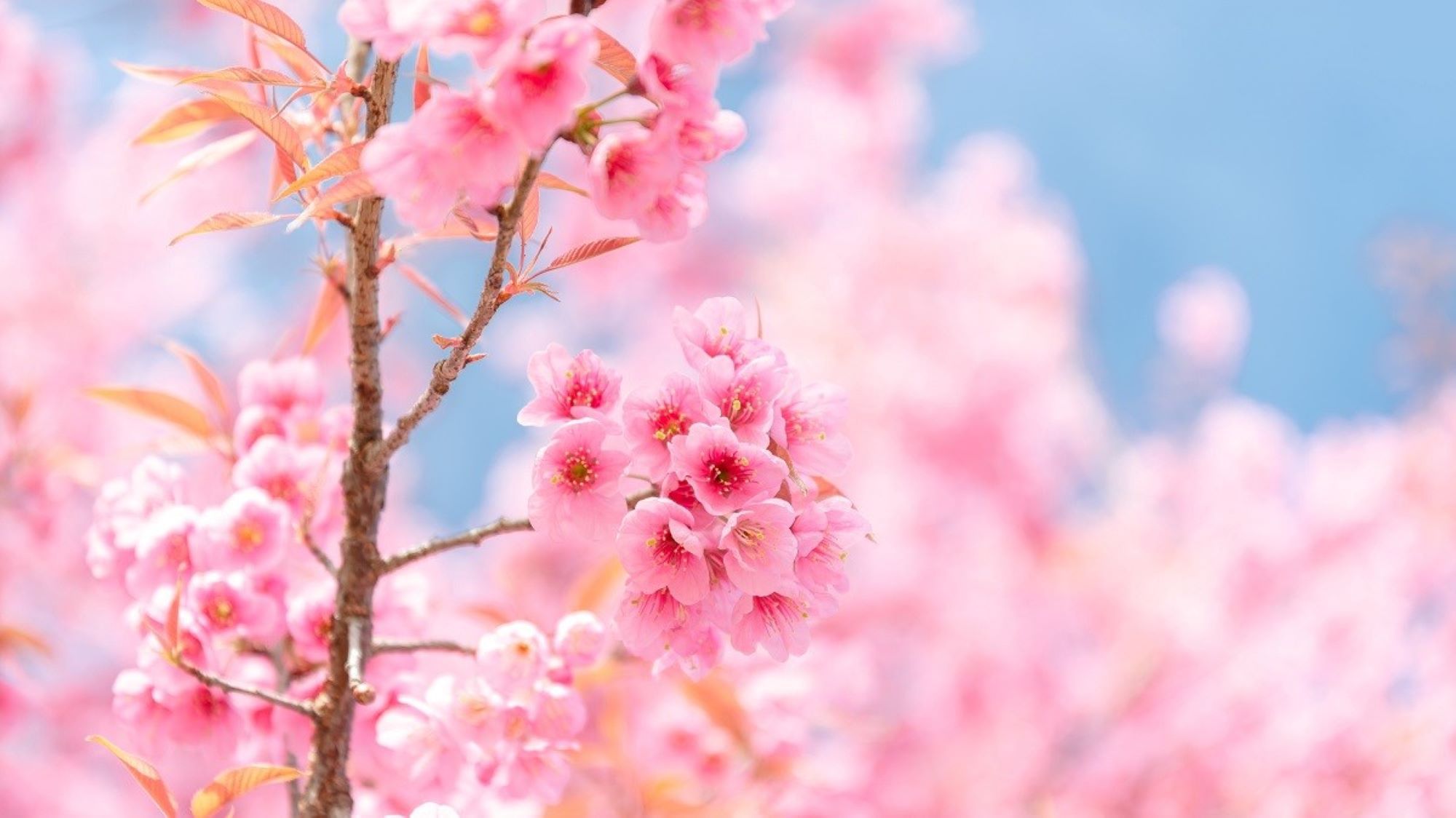 【春SALE】 広島旅を満喫！クチコミ高評価・地元食材を使ったブッフェ朝食プラン