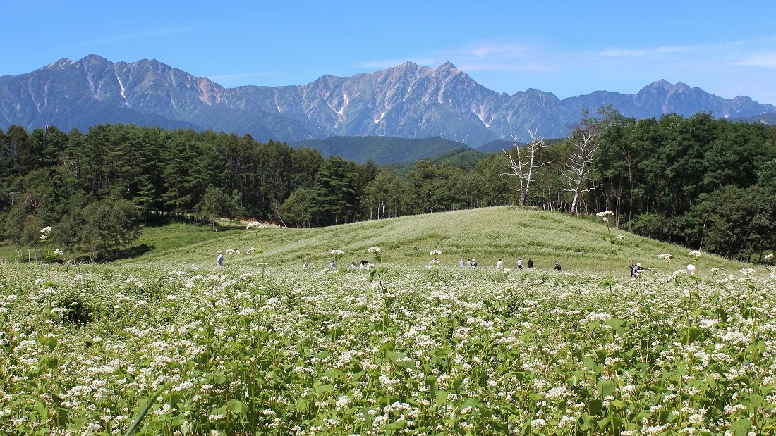 【中山高原】そば畑