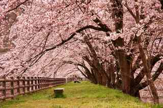 桜並木