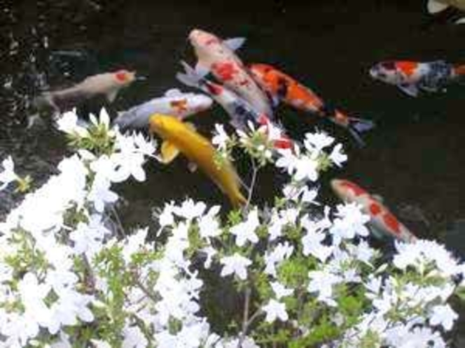 池の鯉と花