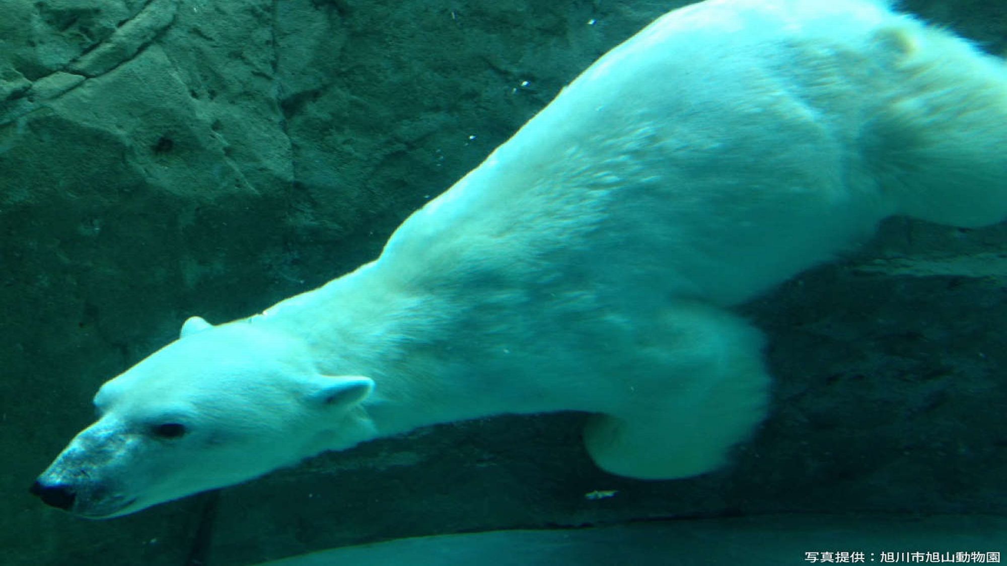 ★【旭山動物園入園券付】みんなで行こう動物園♪素泊まり
