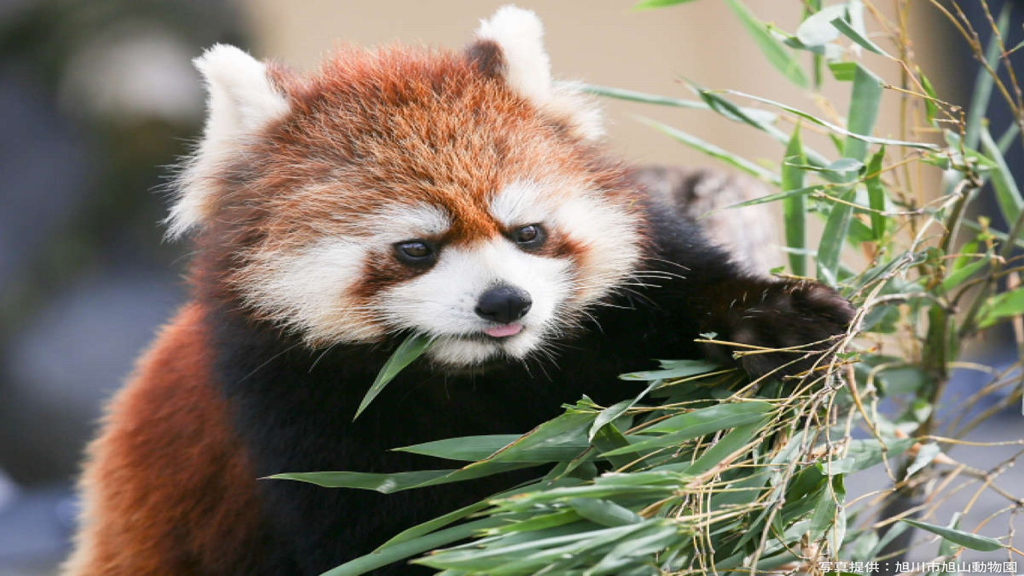 【旭山動物園入園券付】みんなで行こう動物園♪朝食ビュッフェ＆スパ入り放題付