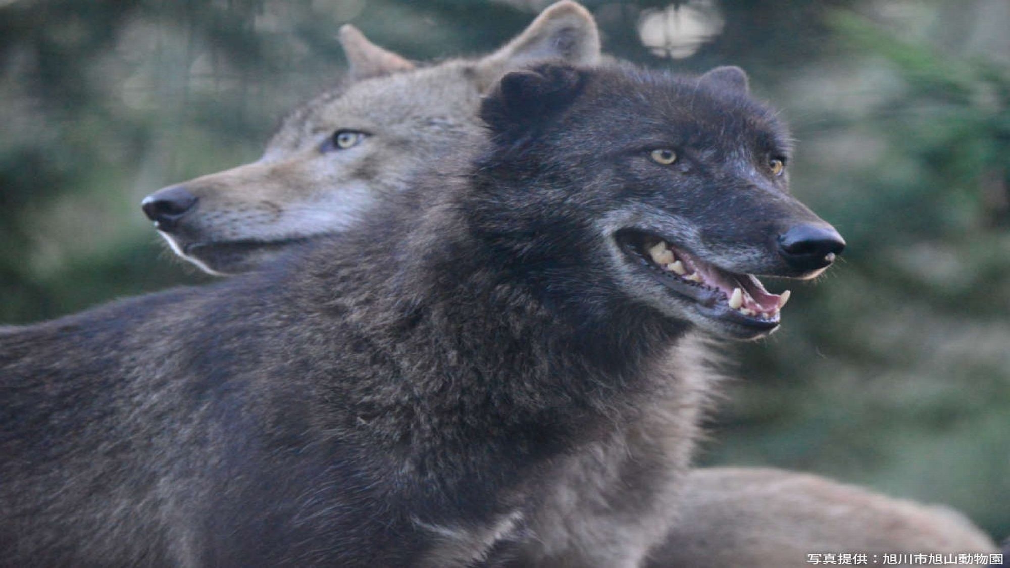 【旭山動物園入園券付】みんなで行こう動物園♪素泊まり＆スパ入り放題付