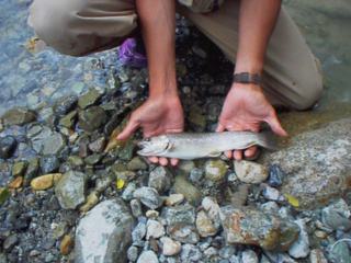 ＊フライフィッシング（一例）渓流釣りの無料ガイド受付中（要事前予約）お気軽にお問い合わせください