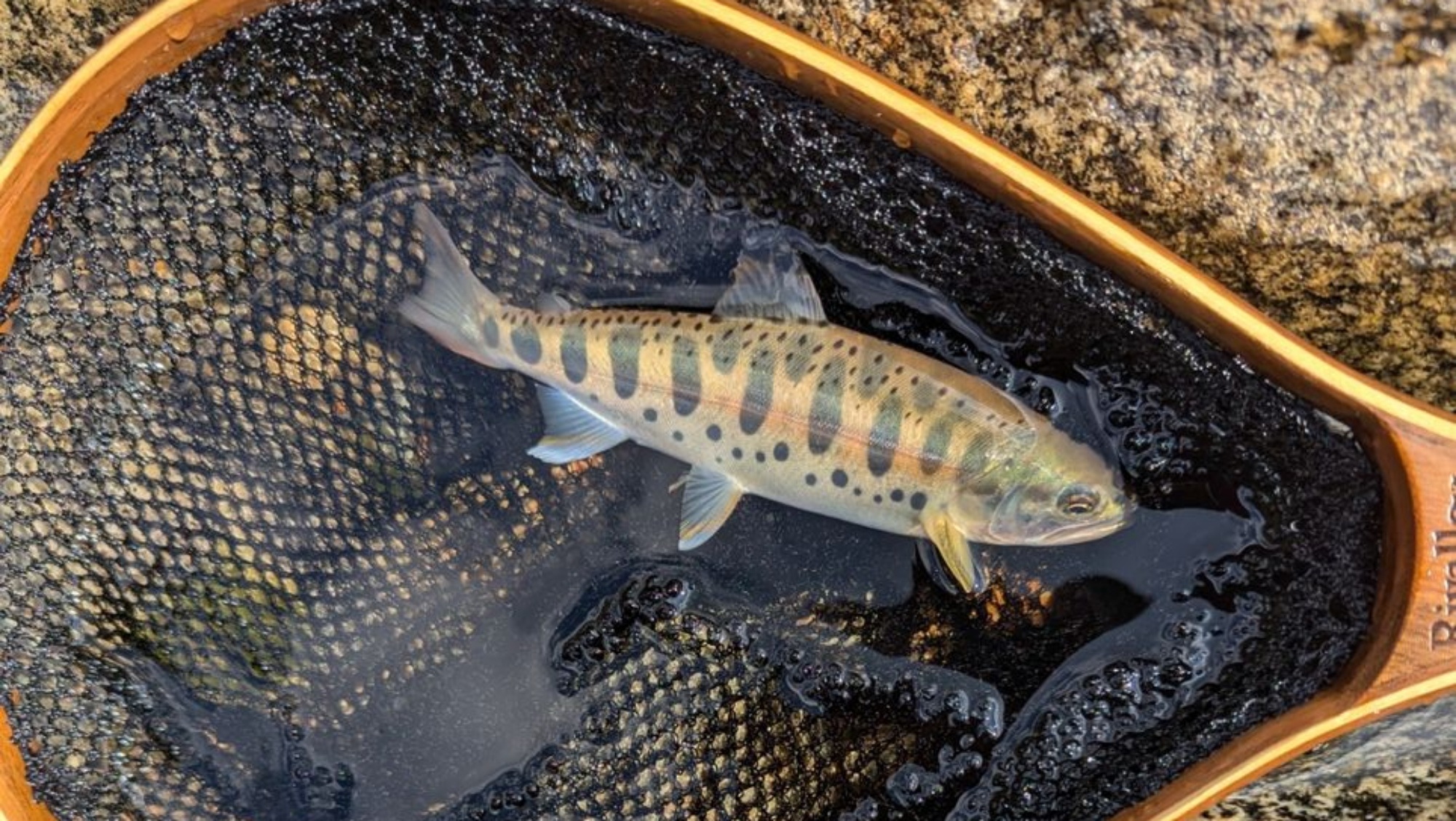 ＊フライフィッシング（一例）禁漁直前（9月初旬）に蒲田川で釣れた「ヤマメ」