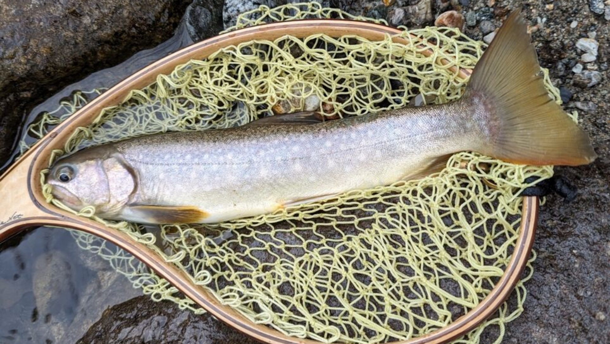 ＊フライフィッシング（一例）蒲田川で体長30cmを超える大型の「尺イワナ」が釣れました！