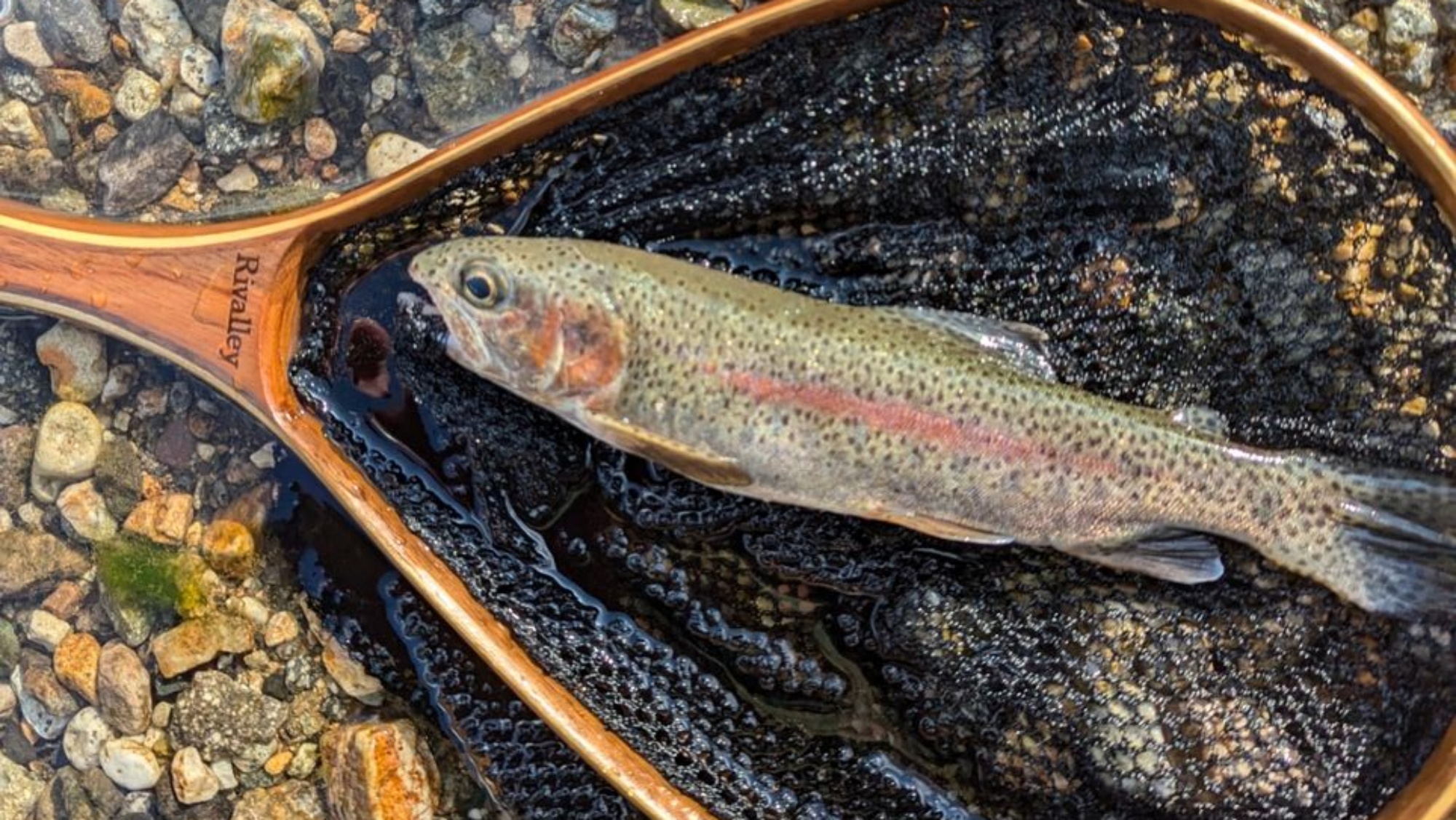 ＊フライフィッシング（一例）禁漁直前（9月初旬）に蒲田川で釣れた「ニジマス」