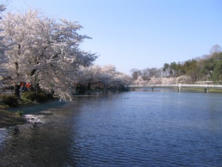 臥竜公園さくら祭り