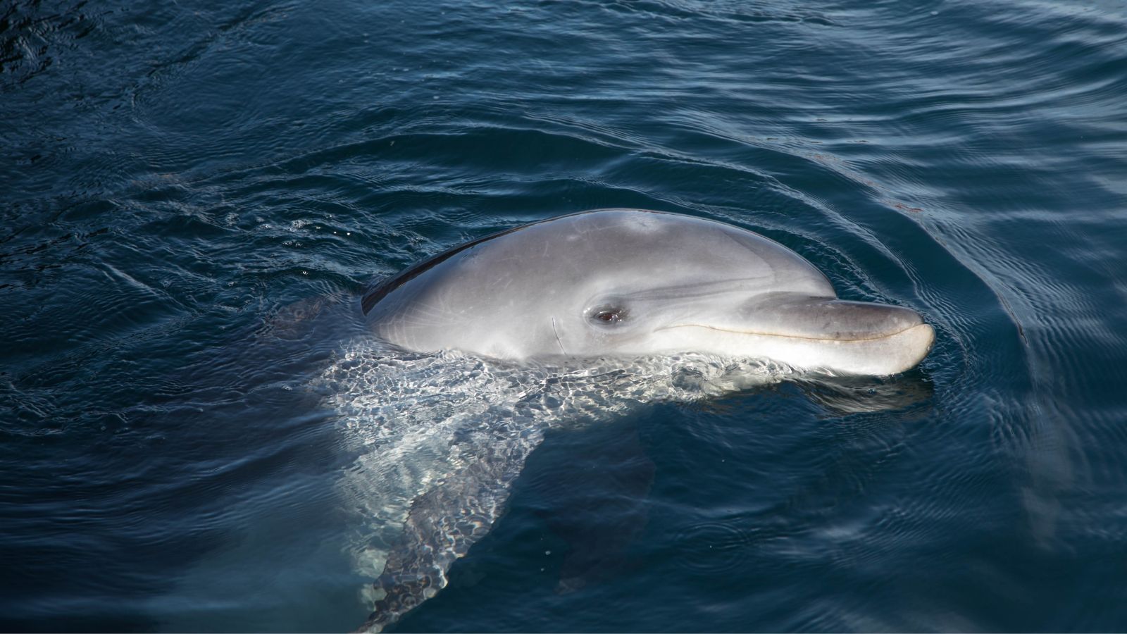【壱岐イルカパーク】イルカと直に触れ合える！（ホテルより車で約30分）