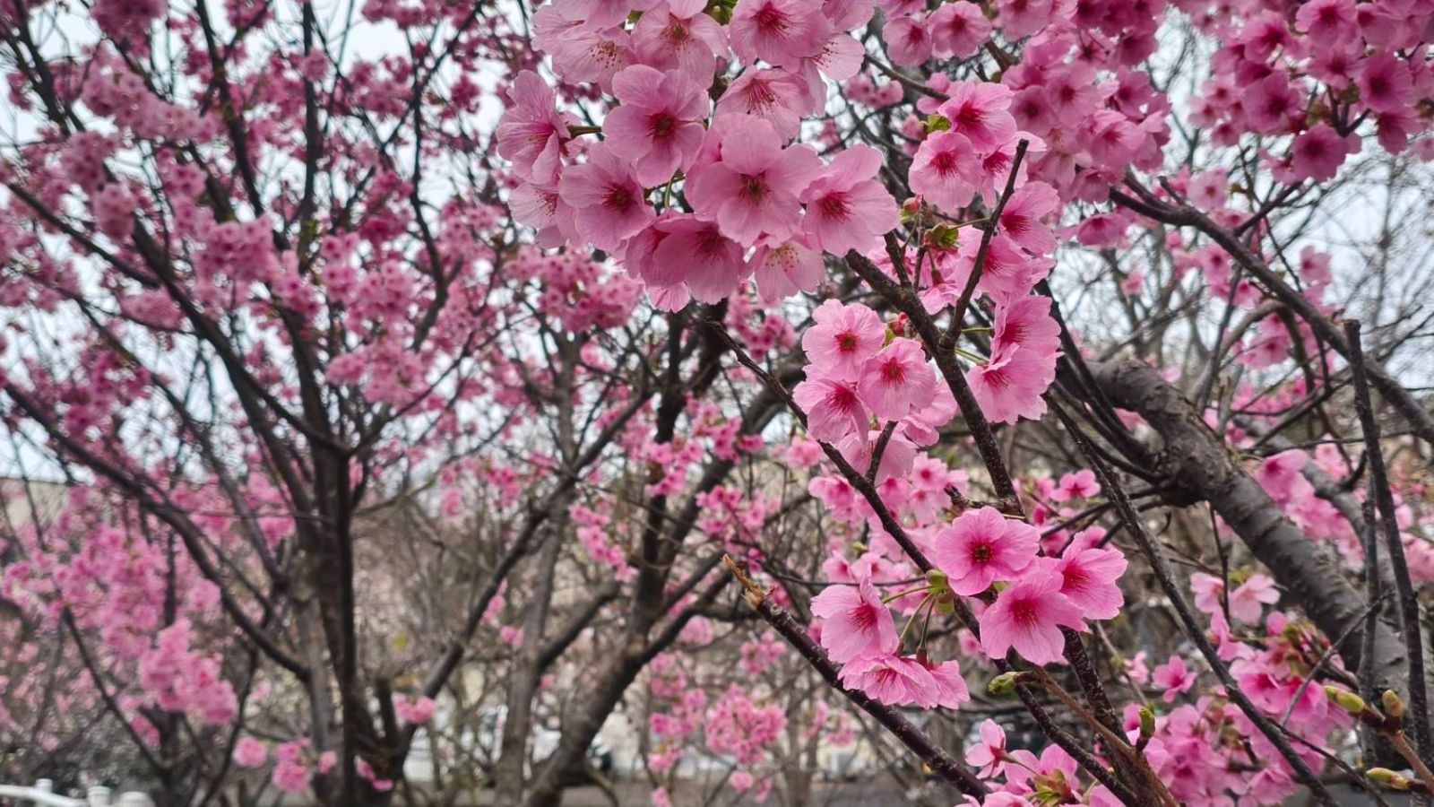 桜