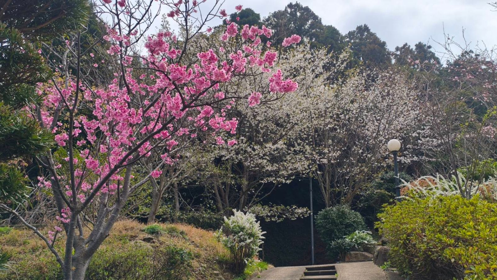 桜