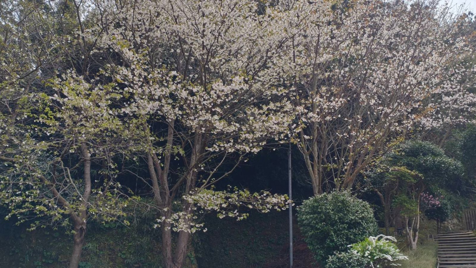 施設内の桜
