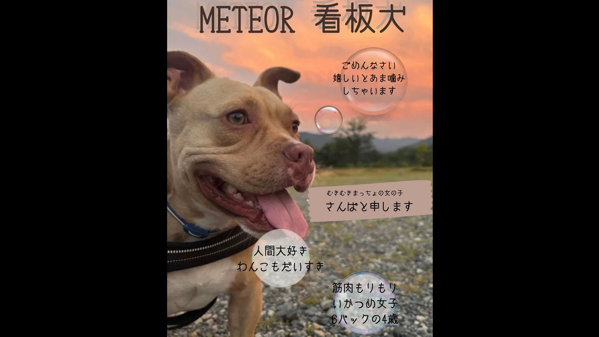 ★ミーティアの看板犬・さんば★