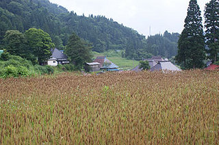 無農薬の小麦畑　美味しくて安心