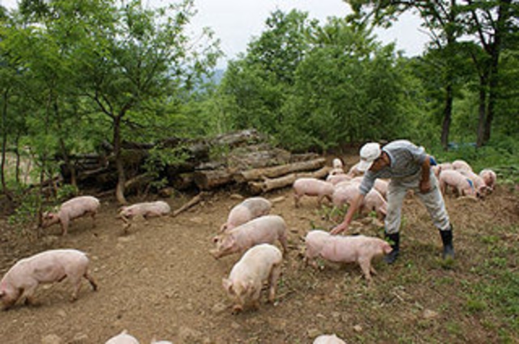 地元の山で放牧で育てる野豚。肉も脂身も旨みがあります