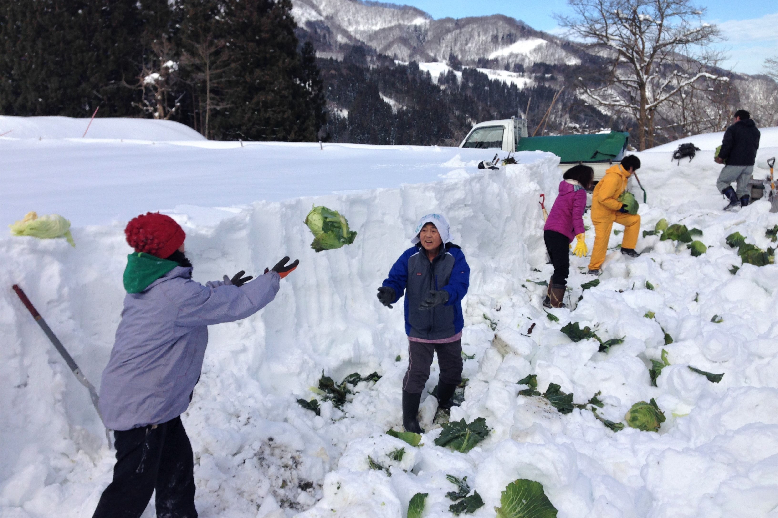 雪中きゃべつ