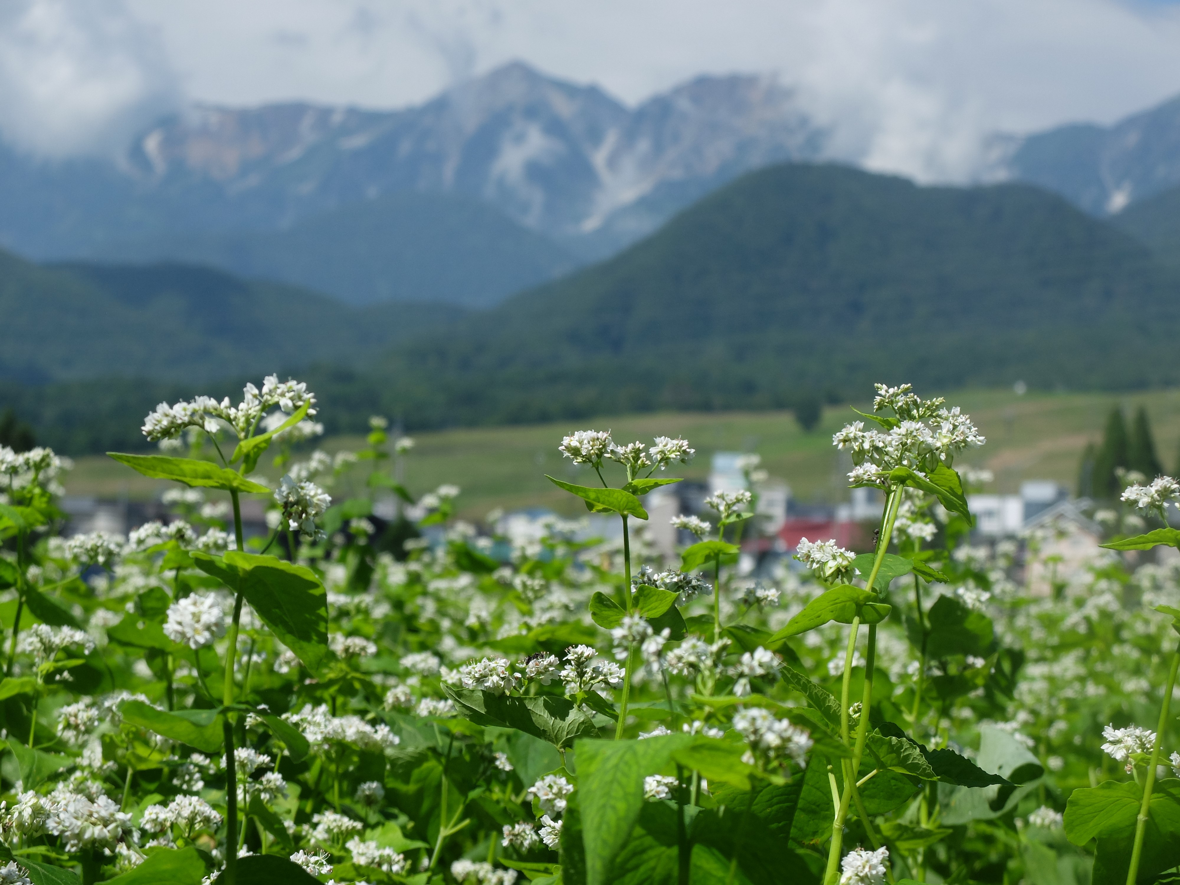 蕎麦の花