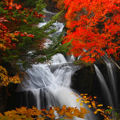 紅葉の季節は絵になります！竜頭の滝
