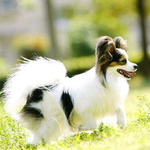 【素泊まり/ペット】愛犬と泊まろう！ワンダフルプラン【無料ドッグラン有】