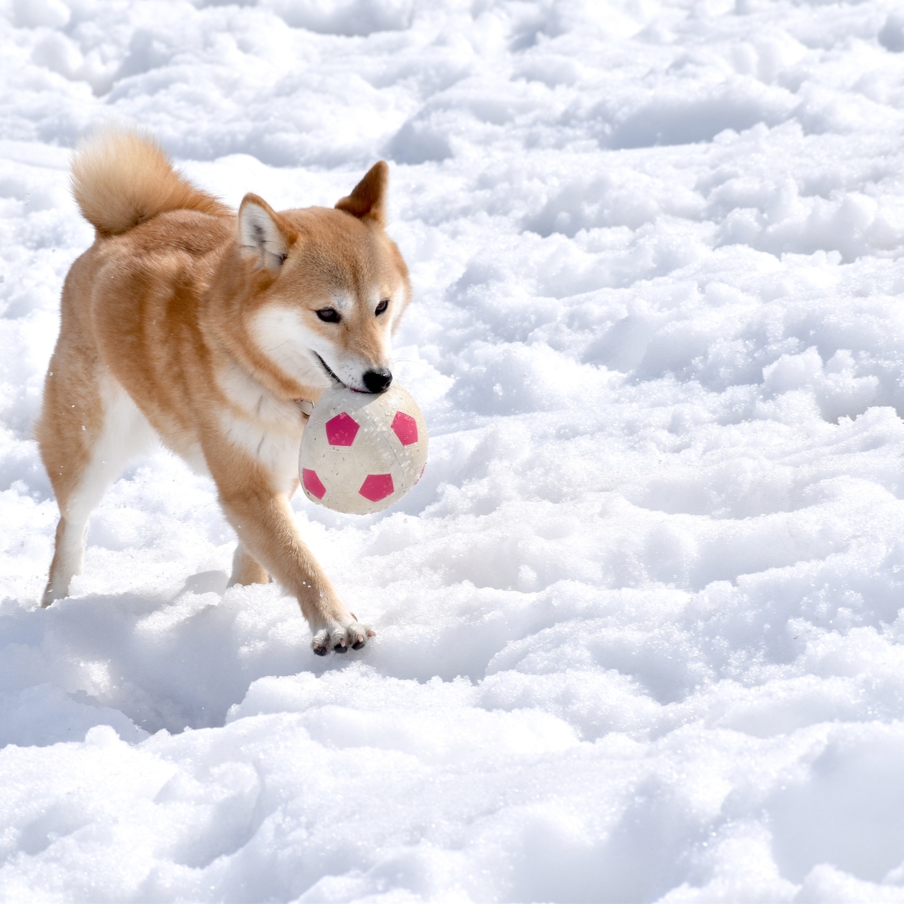 【素泊まり／スキー】リフト券割引チケット付！冬こそ楽しむシンプルステイ