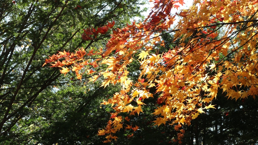 *［ガーデン］紅葉は10月中旬頃から始まり下旬頃までとなります