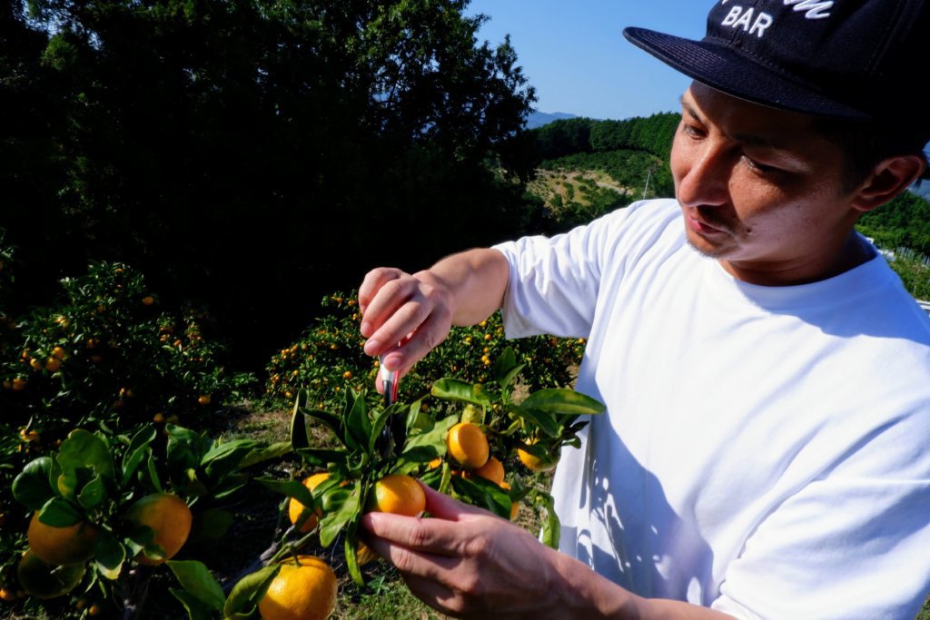 【宇和島柑橘配送付プラン】みかん農家から無農薬で育てた旬の柑橘を収穫後に直接配送！