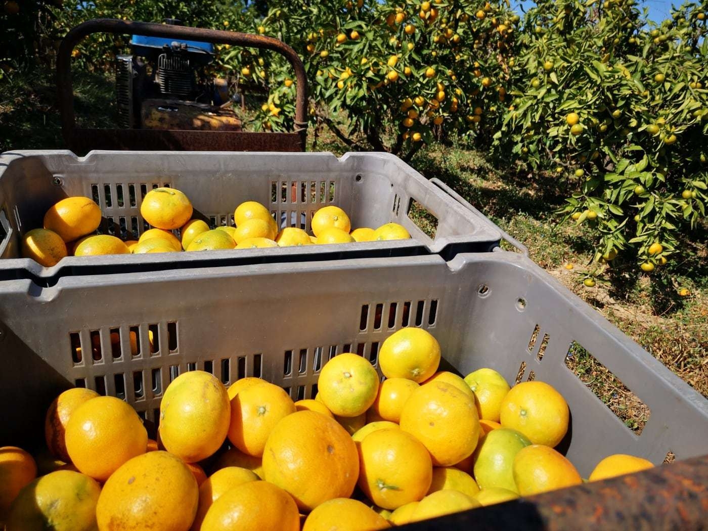 【宇和島柑橘配送付プラン】みかん農家から無農薬で育てた旬の柑橘を収穫後に直接配送！
