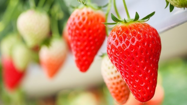 【くるべりーファームでのいちご狩り入園券付】季節の味覚を楽しむ｜ホテル自慢の朝食＜朝食付＞