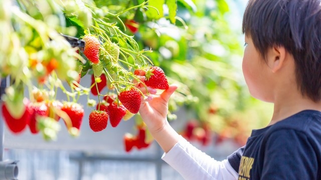 【くるべりーファームでのいちご狩り入園券付】季節の味覚を楽しむ｜ホテル自慢の朝食＜朝食付＞