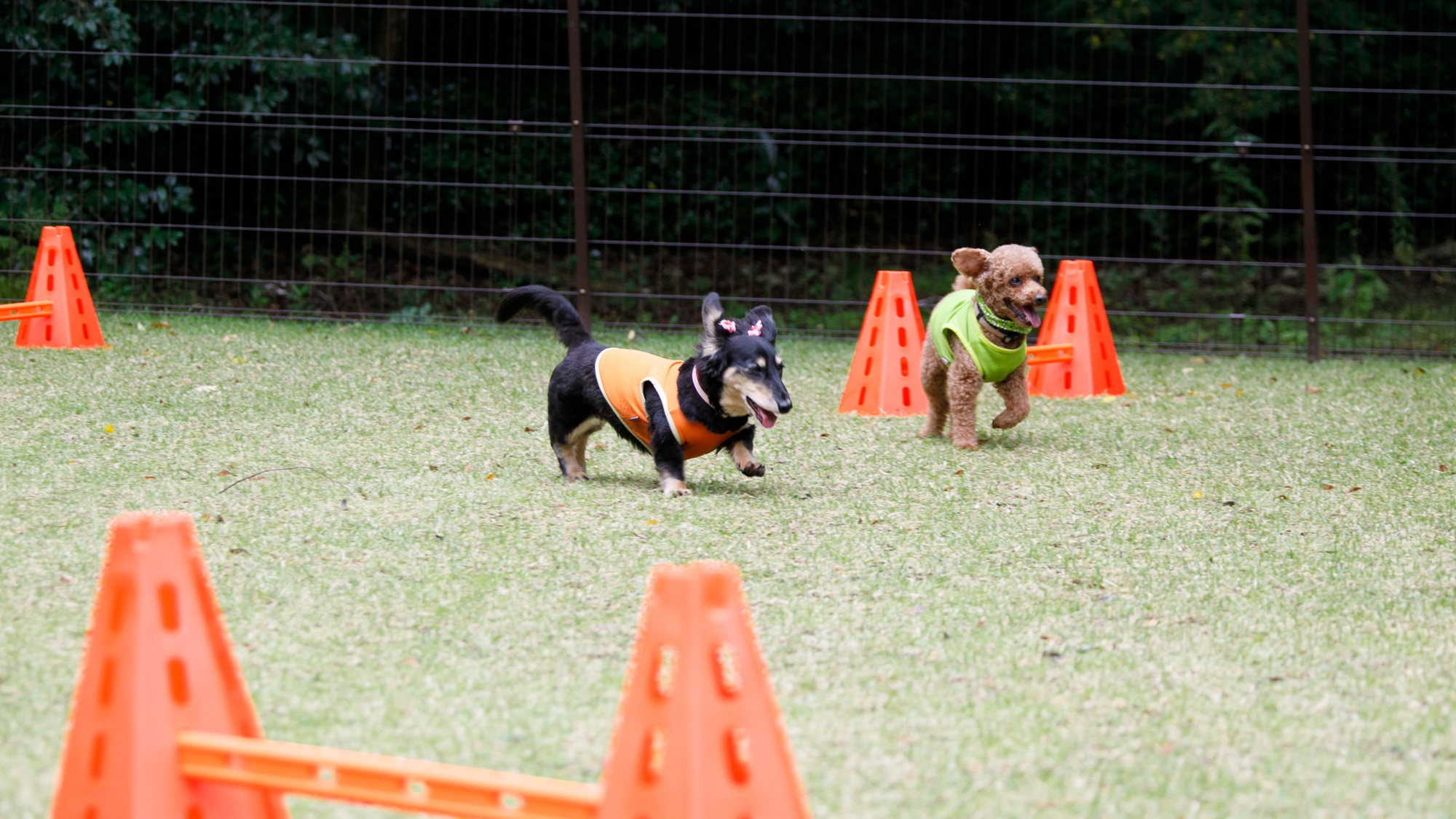 【ドッグラン】自然に囲まれた広々スペースで、愛犬もリフレッシュできます。