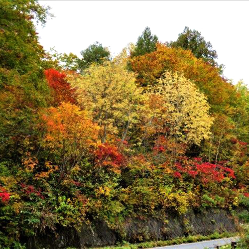 *秋には山々の紅葉をお楽しみ頂けます。