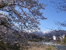 桜