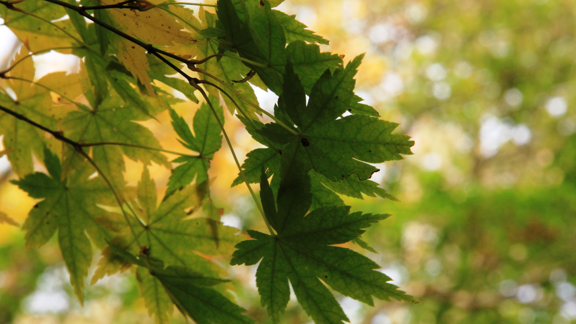 紅葉まであと少し