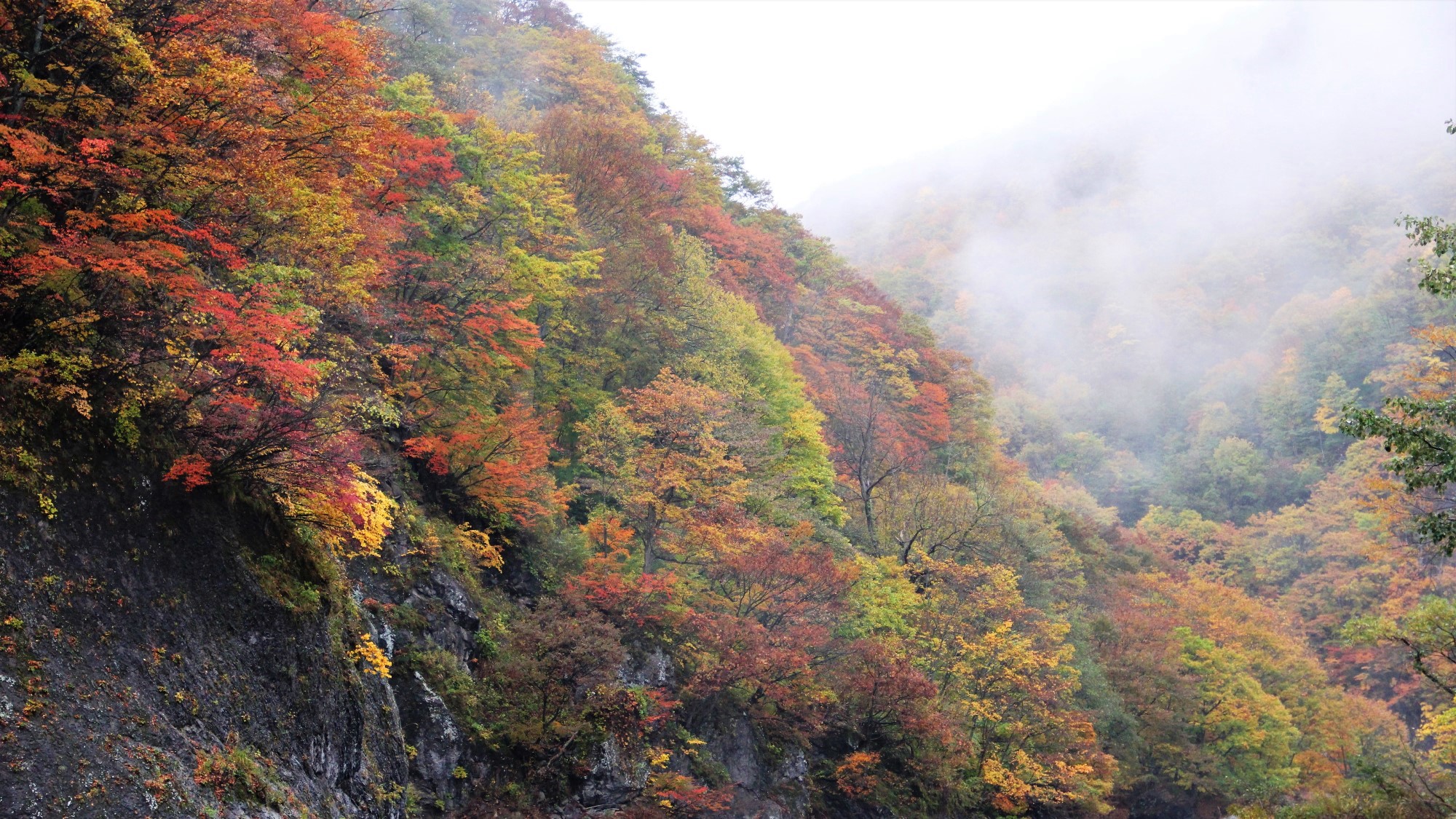 紅葉