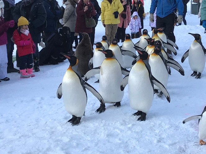 旭山動物園ペンギン冬
