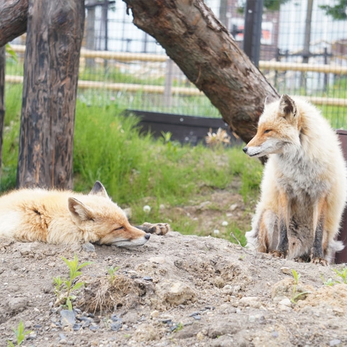 【旭山動物園】キタキツネ