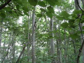 岩岳　ねずこの森