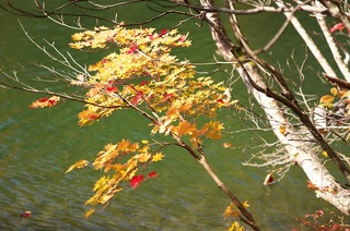 晩秋の鎌池　木々