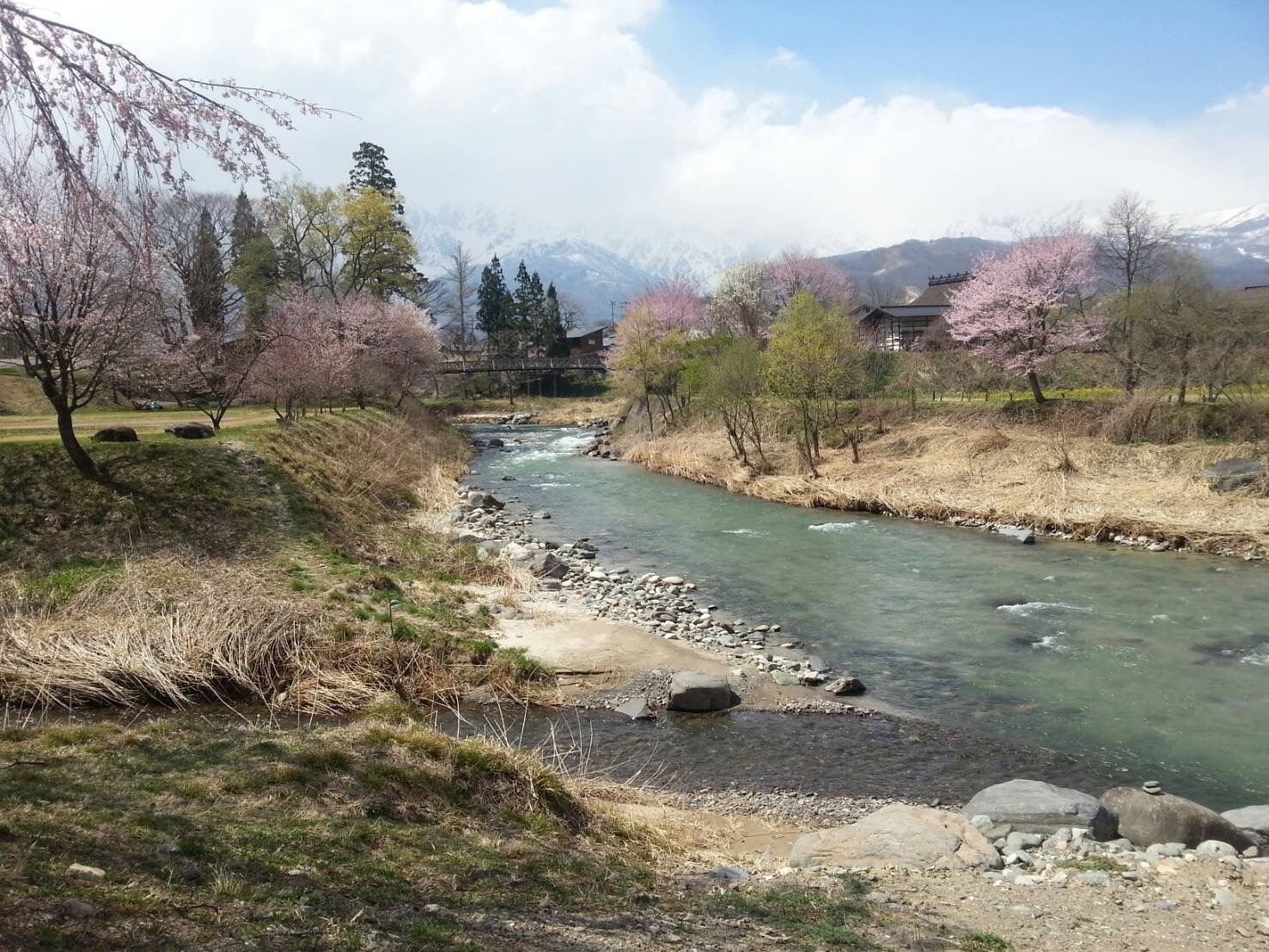 大出の吊橋　桜