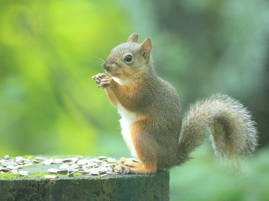 レイトチェックイン OK！＜高原で朝ごはん！＞１泊朝食付プラン　